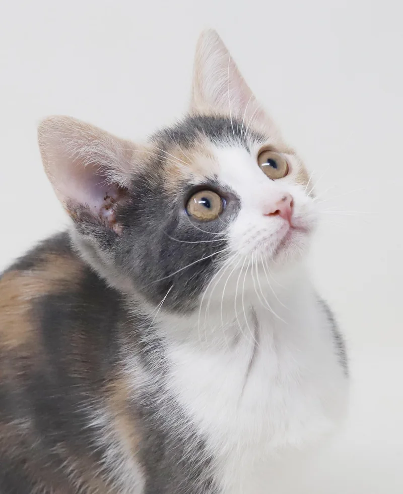 Tulip is a teeny thumbnail 6