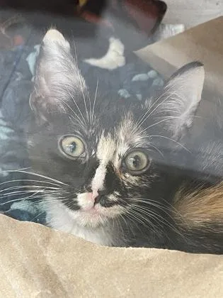 A baby small-sized female Domestic Short Hair cat named Cherry for adoption in Bellevue, WA