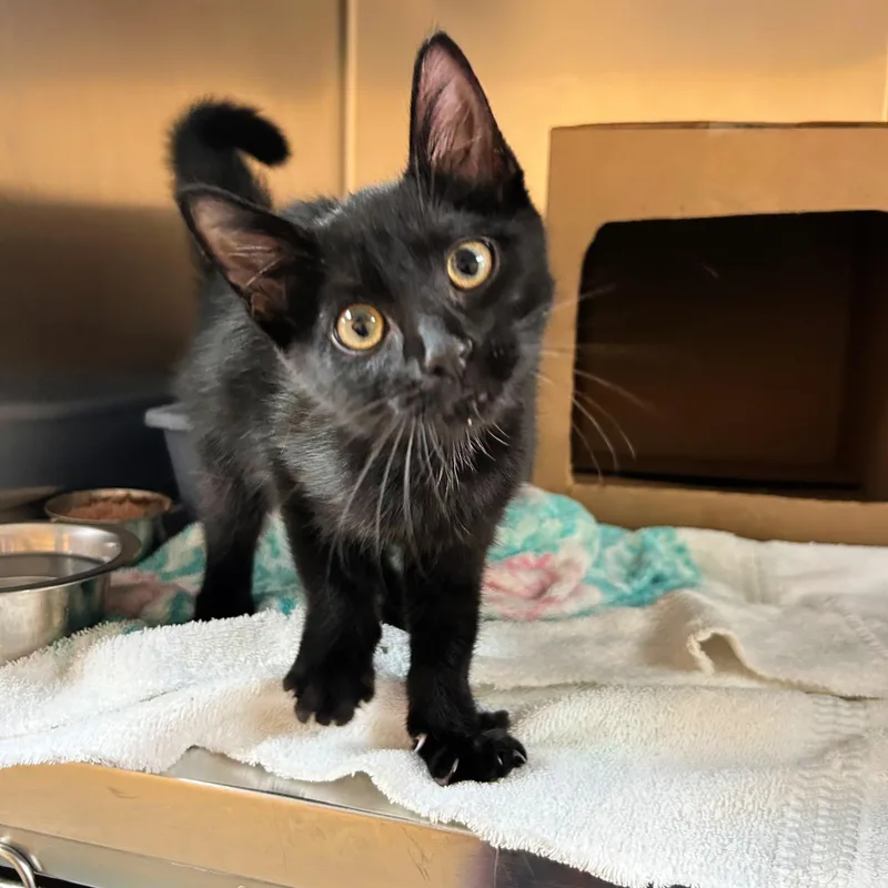 A baby small-sized male Black Domestic Short Hair cat named Lucky for adoption in Lindon, UT
