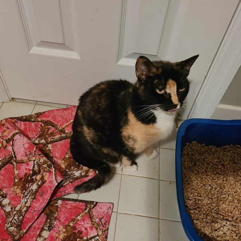 Mama Molly
