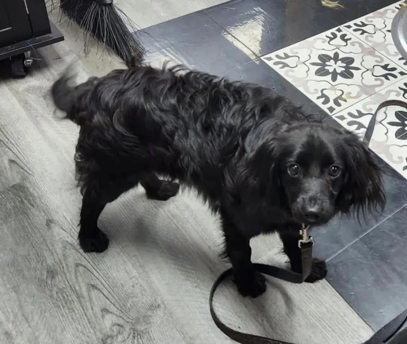 A young small-sized male Cavalier King Charles Spaniel dog named Marcel for adoption in Cheektowaga, NY