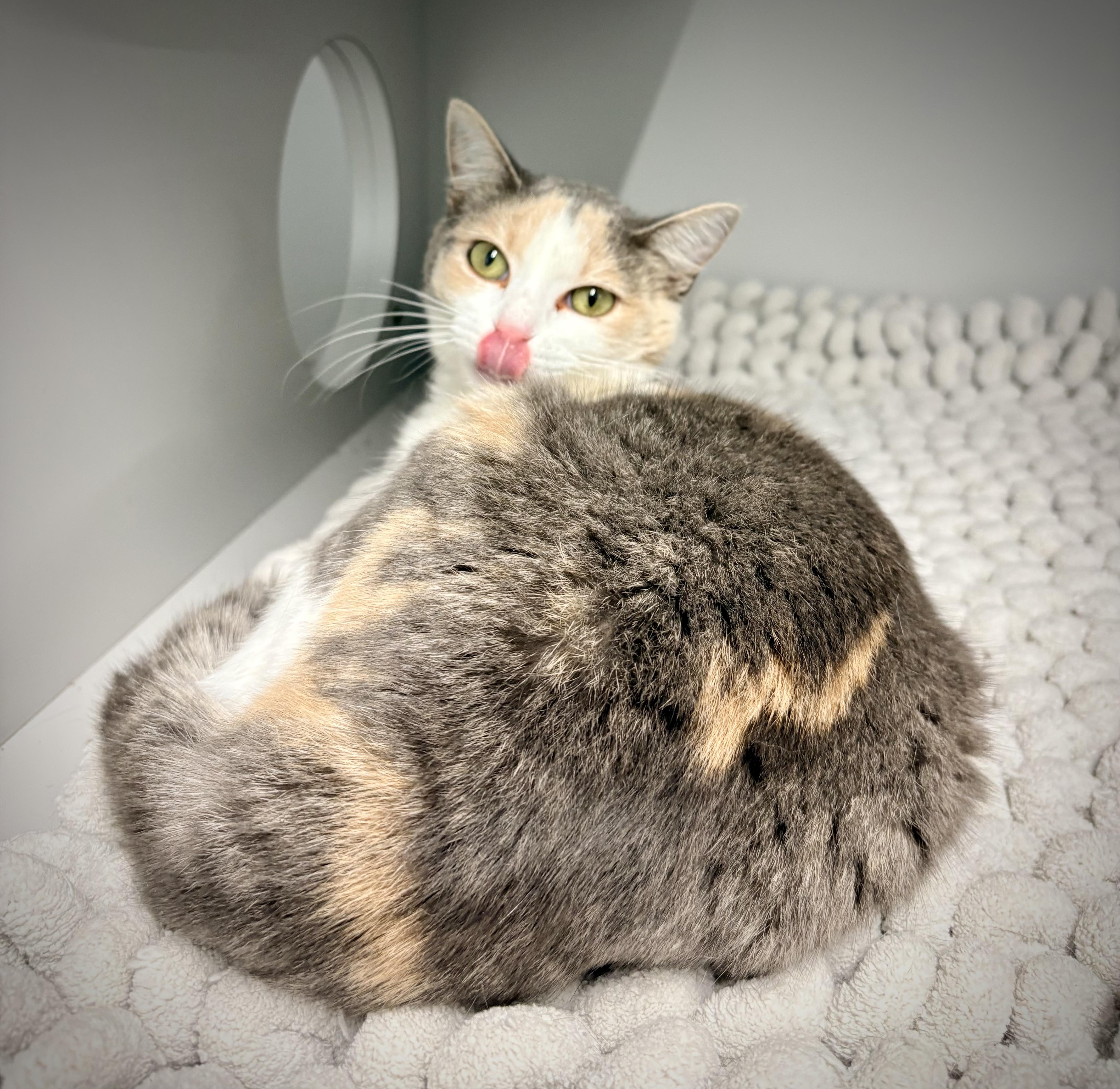 A young medium-sized female Dilute Calico Domestic Short Hair cat named Paige for adoption in Kalamazoo, MI
