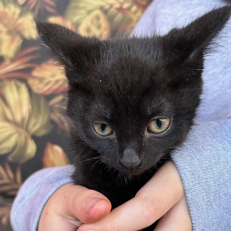 A baby medium-sized male Black American Shorthair cat named Kevin for adoption in Traverse City, MI