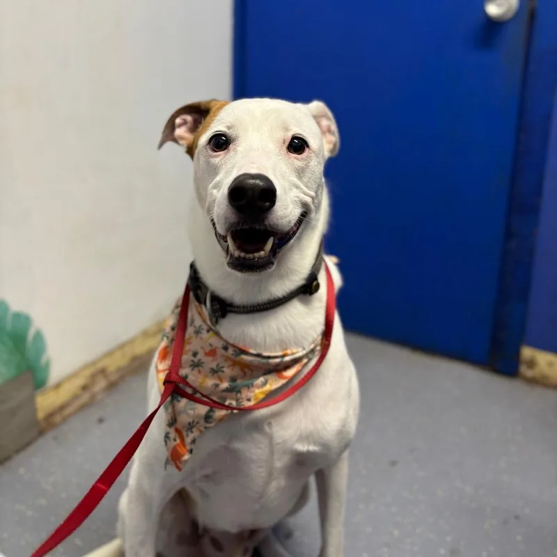 An adult medium-sized male Mixed Breed dog named Milo for adoption in Wahiawa, HI