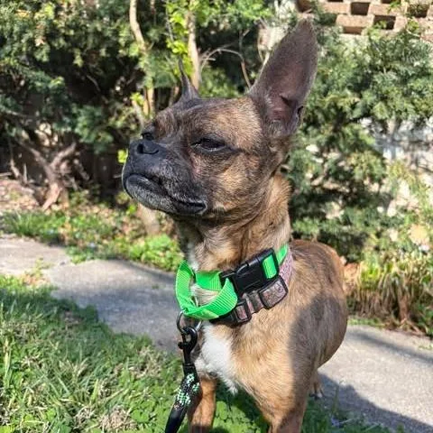 An adult small-sized male Brown / Chocolate Boston Terrier dog named Rollo for adoption in Overland Park, KS