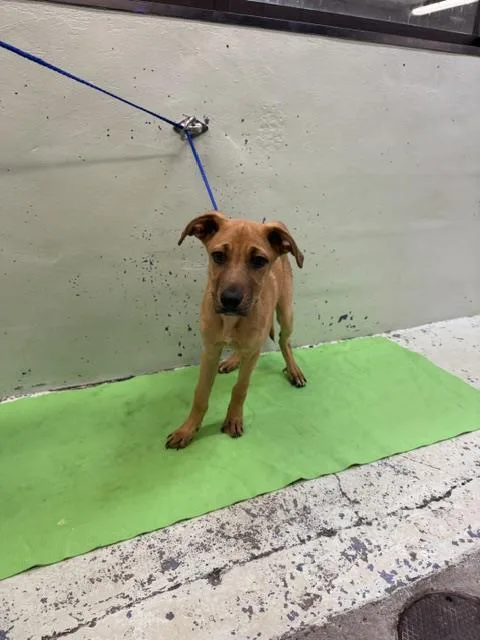 A baby small-sized male German Shepherd Dog dog named Diesel for adoption in Houston, TX