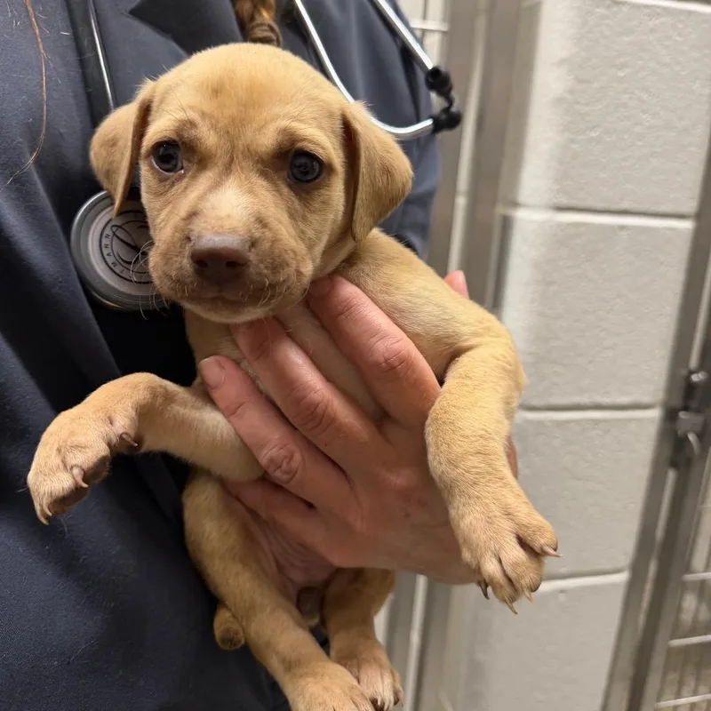 A baby small-sized female Black Pit Bull Terrier dog named McDouble for adoption in Morganton, NC