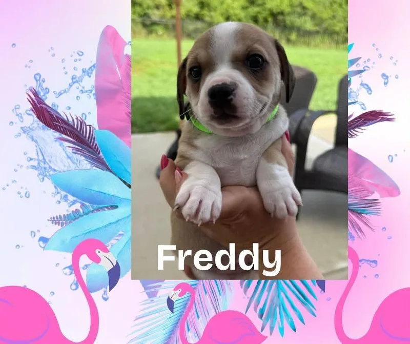 Freddy