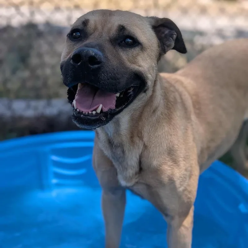 A young small-sized female Yellow / Tan / Blond / Fawn Black Mouth Cur dog named Mimi Butler Campus for adoption in Flagstaff, AZ