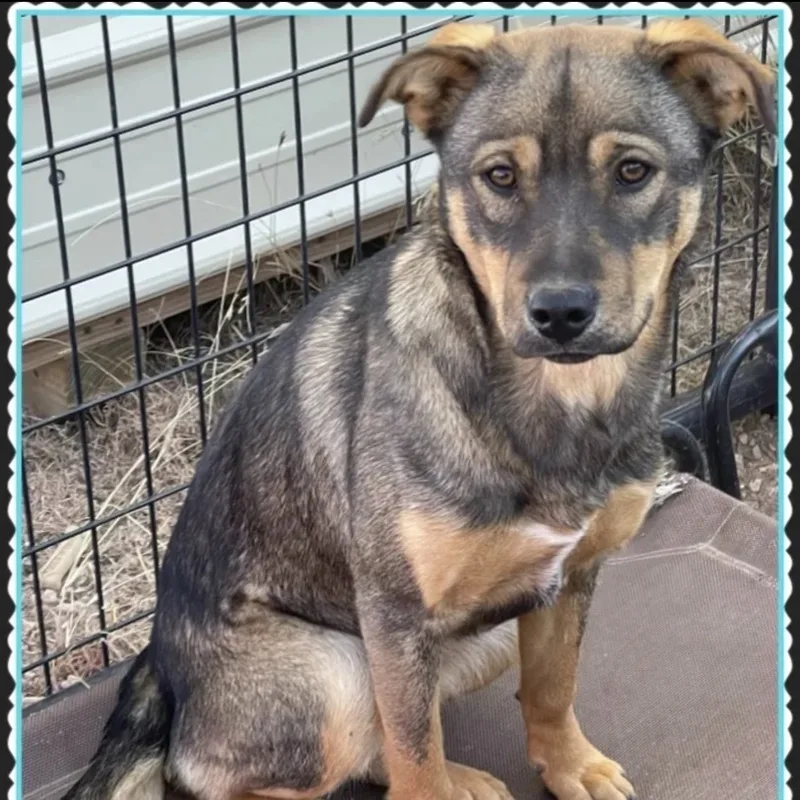 An adult medium-sized female Shepherd dog named Bell for adoption in Canyon, TX