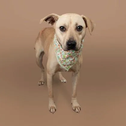 An adult medium-sized female Mixed Breed dog named Polly Potion for adoption in East Smithfield , PA