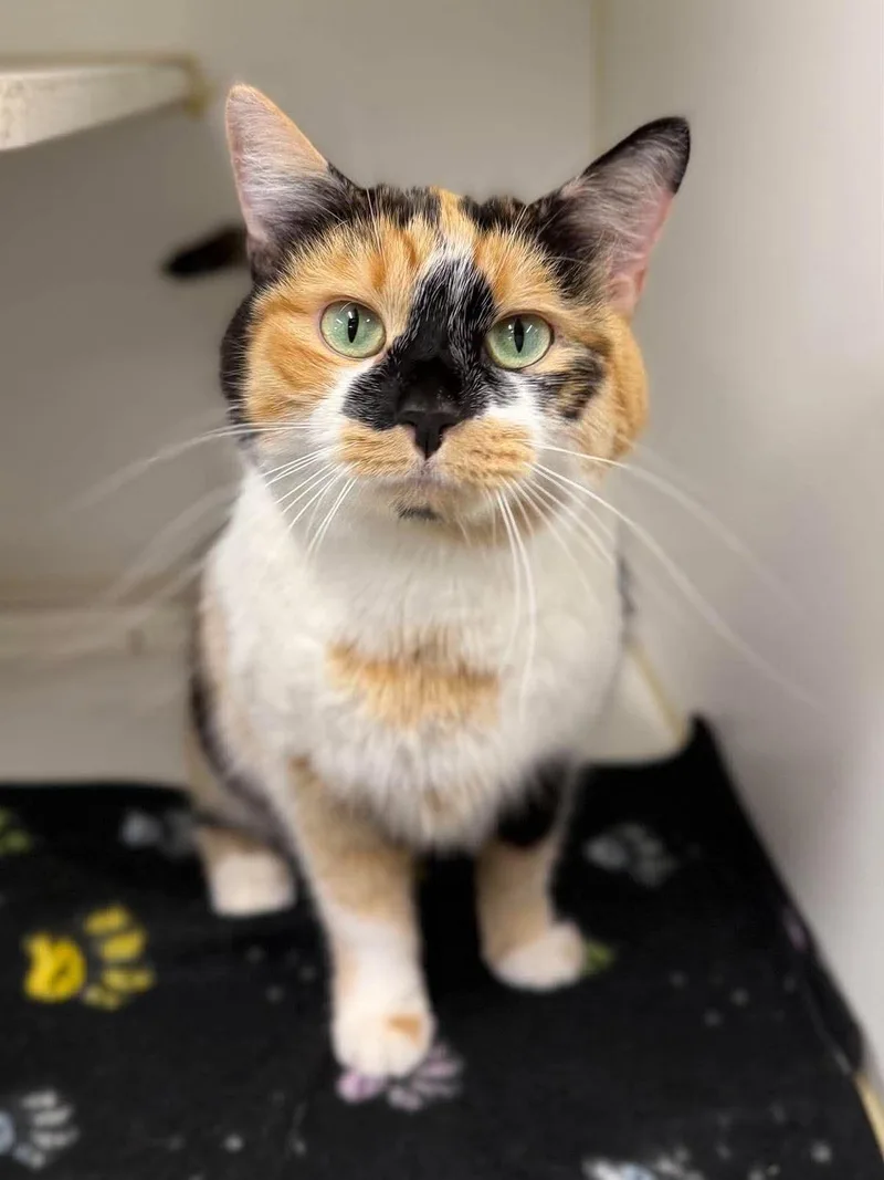 Toffee