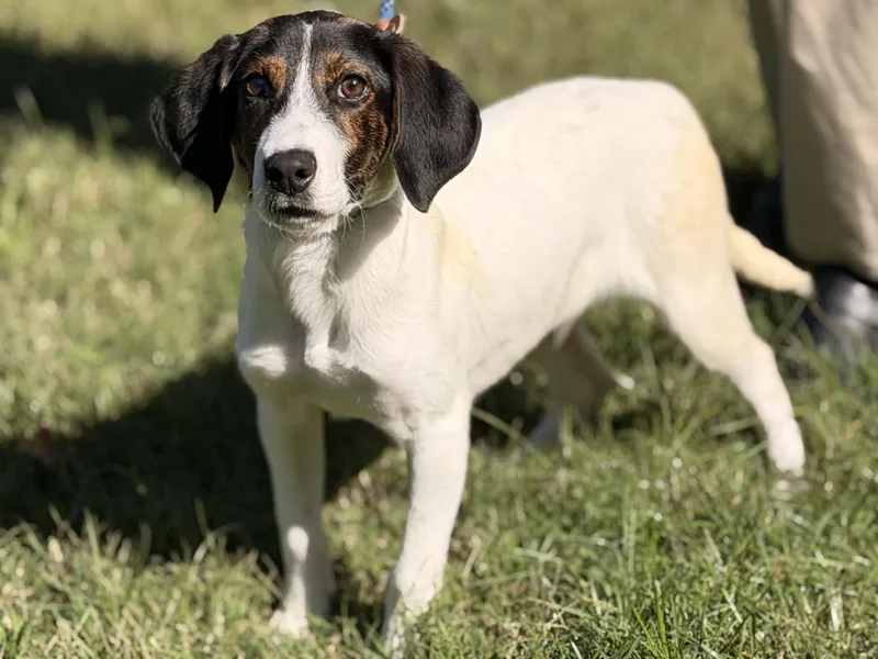 A young small-sized male Beagle dog named Pax for adoption in Meherrin, VA