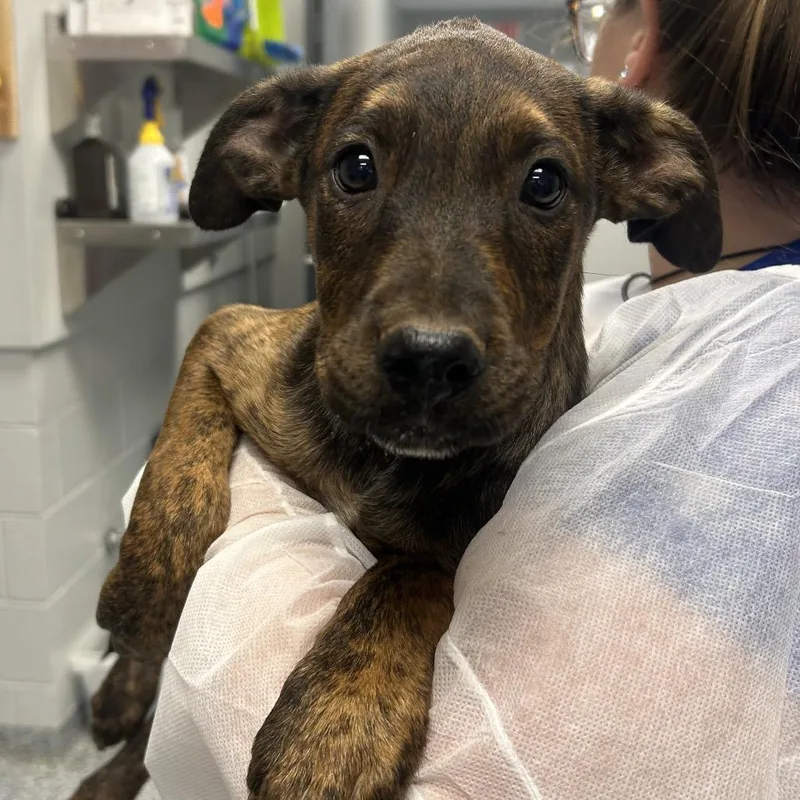 A baby small-sized male Brindle Mixed Breed dog named Mason for adoption in Greenville, SC