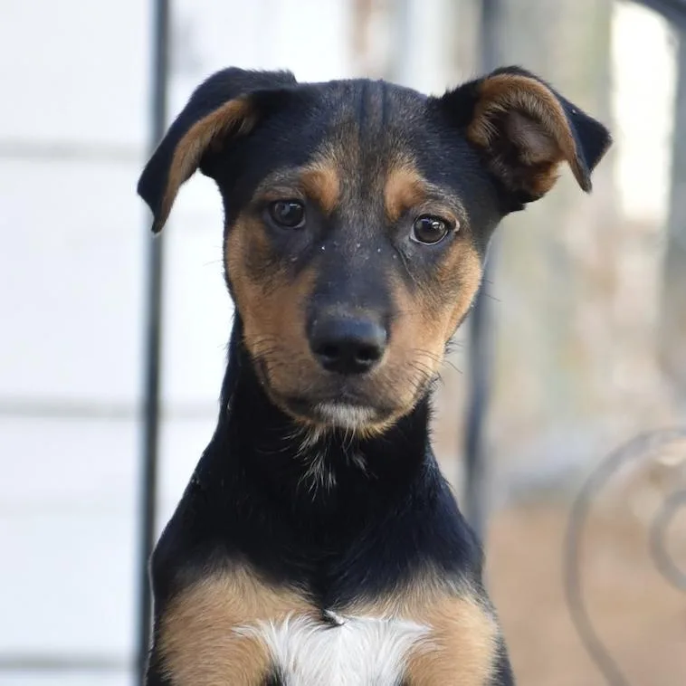A baby medium-sized male Bicolor Mixed Breed dog named Samuel for adoption in Los Angeles, CA