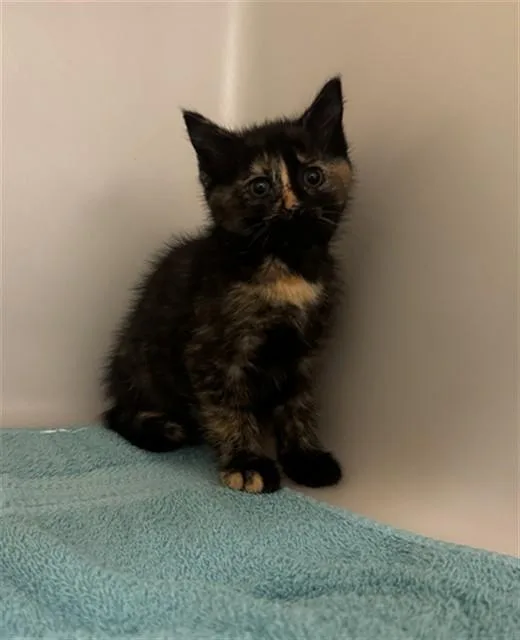 A baby small-sized female Domestic Short Hair cat named Pacifica for adoption in Statesville, NC