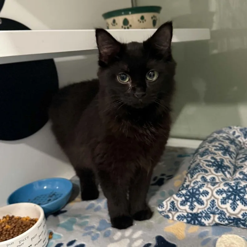 A baby medium-sized female Black Domestic Long Hair cat named Kaz for adoption in Penn Yan, NY
