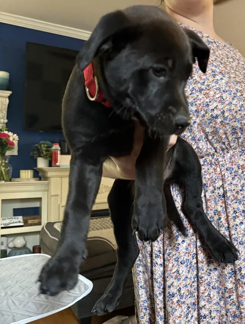 A baby large-sized female Labrador Retriever dog named Feta for adoption in Garner, NC