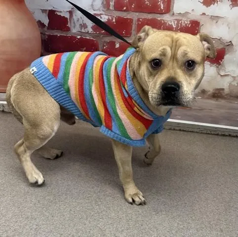 A young medium-sized male Pit Bull Terrier dog named Peanut for adoption in San Bernardino, CA