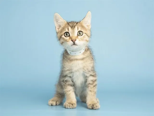 A baby small-sized male Domestic Short Hair cat named Rocket for adoption in Phoenix, AZ