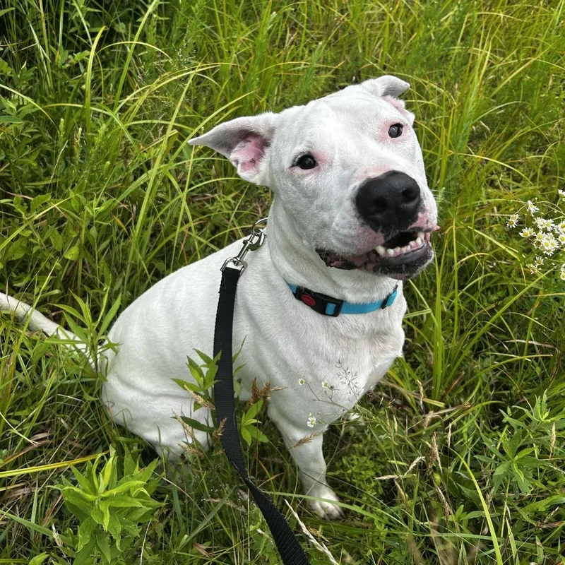 An adult large-sized male White / Cream Mixed Breed dog named Sampson for adoption in Spruce Pine, NC