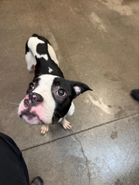 A young small-sized female Pit Bull Terrier dog named Moo for adoption in Tucson, AZ