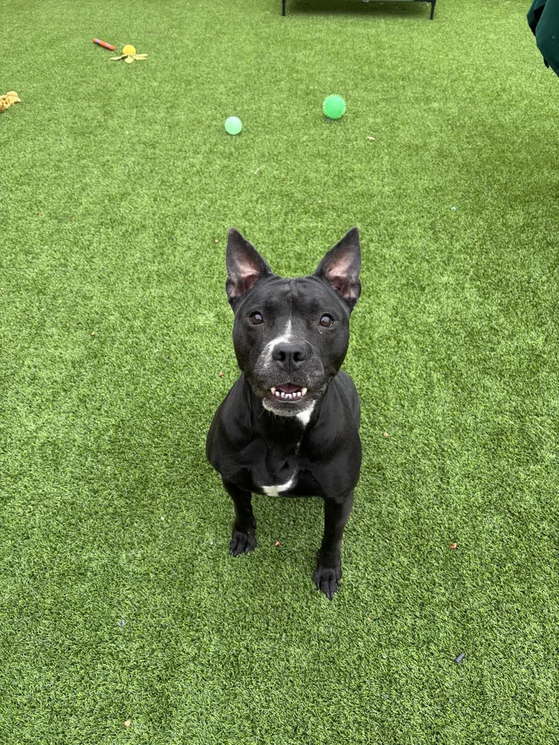An adult medium-sized female Black Pit Bull Terrier dog named Trixie for adoption in Sachse, TX