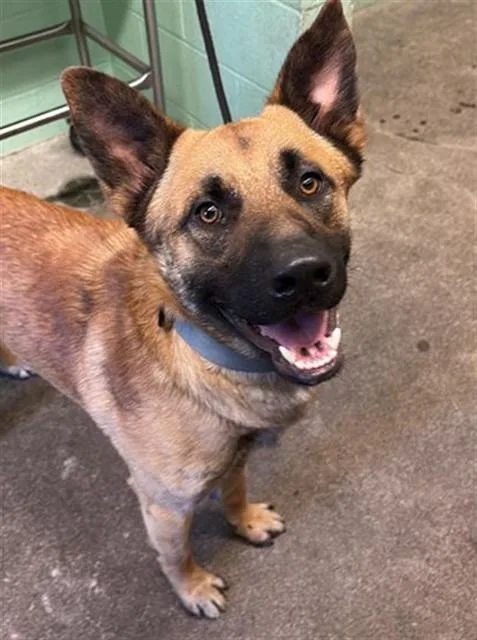 A young small-sized male Husky dog named King for adoption in Sacramento, CA