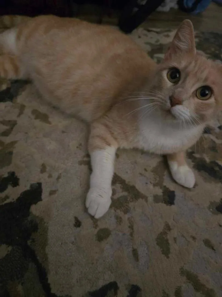 A young medium-sized female Domestic Short Hair cat named Biscuit for adoption in Spring, TX