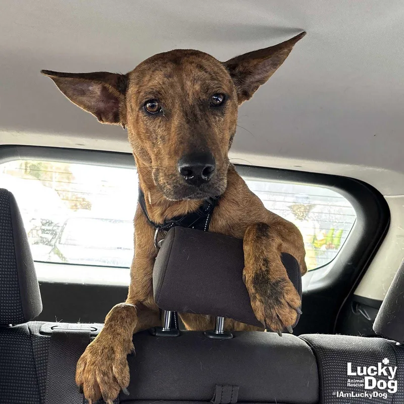 A young medium-sized male Shepherd dog named Cooper for adoption in Washington, DC