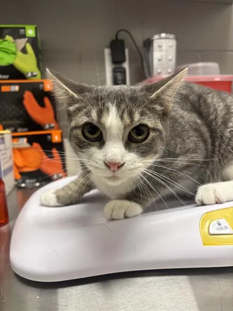 A young small-sized female Domestic Short Hair cat named King Julien for adoption in Indianapolis, IN
