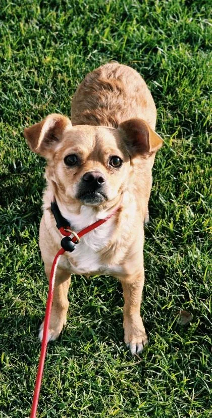 An adult small-sized female Chihuahua dog named Tapatia for adoption in Phoenix, AZ