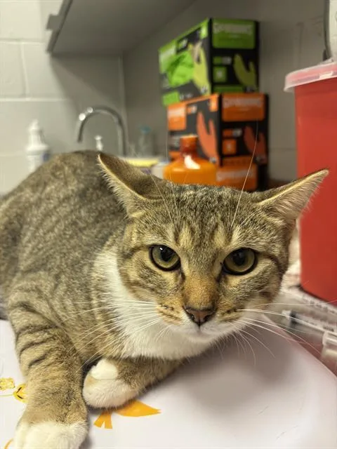 A young small-sized female Domestic Short Hair cat named Ruckus for adoption in Indianapolis, IN