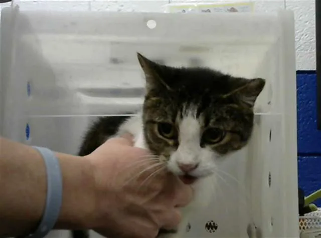 A senior small-sized female Domestic Short Hair cat named Lilly for adoption in Albuquerque, NM