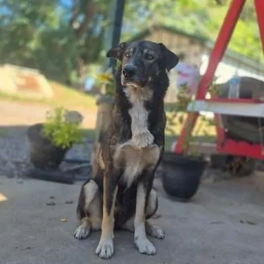 An adult small-sized female Shepherd dog named Astrid for adoption in Dover, AR