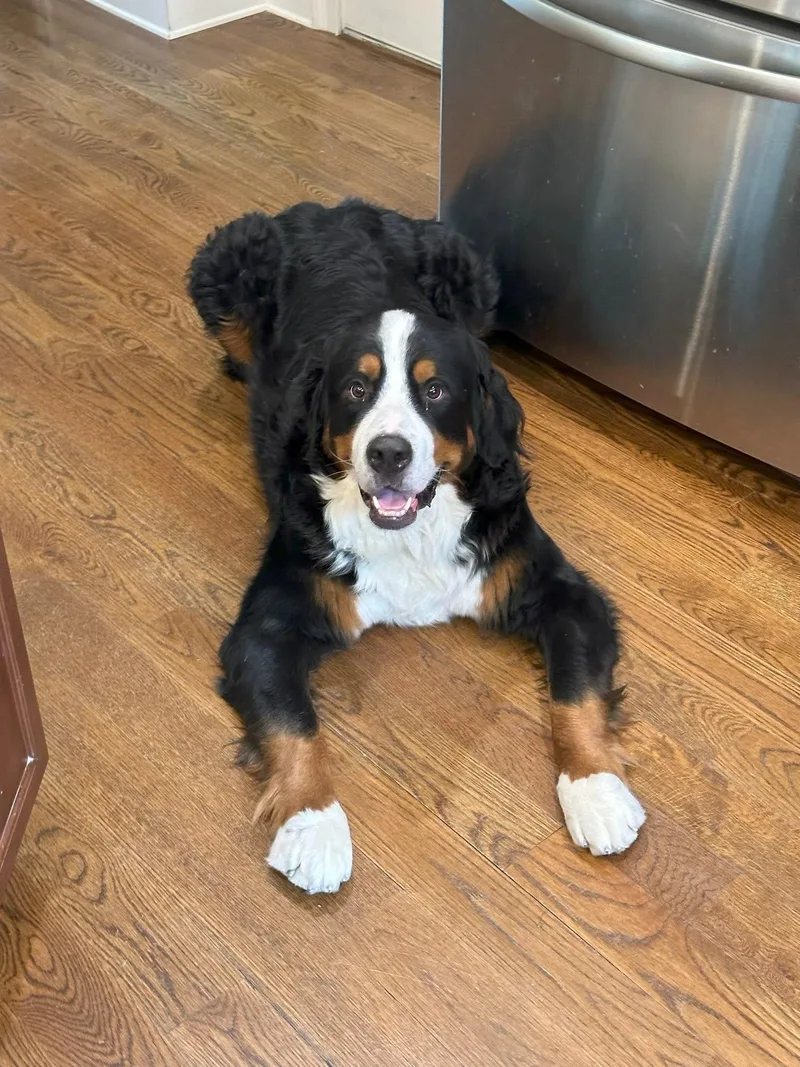 An adult extra large-sized male Bernese Mountain Dog dog named Prince Winston for adoption in Alpharetta, GA
