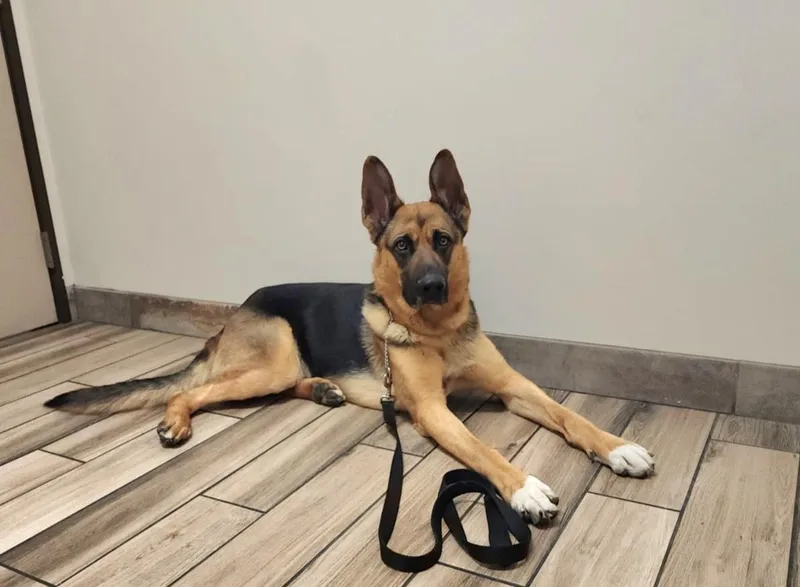 A young large-sized male Bicolor German Shepherd Dog dog named Bruno for adoption in Tracy, CA