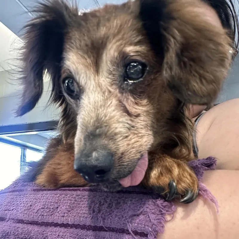 A senior small-sized female Brown / Chocolate Mixed Breed dog named Edna for adoption in Allentown, PA