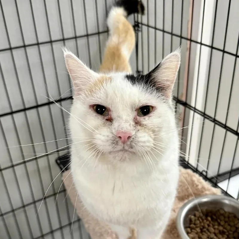 Khora Lr thumbnail 2