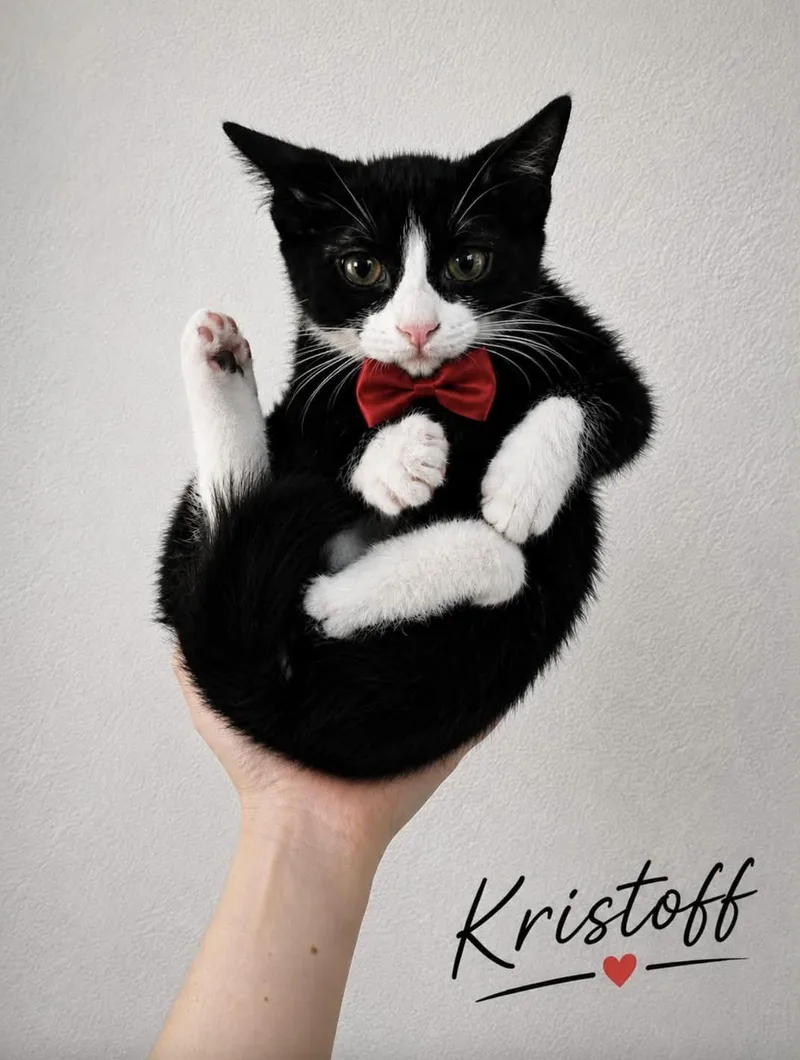 A baby small-sized male Domestic Short Hair cat named Kristoff for adoption in Allen, TX