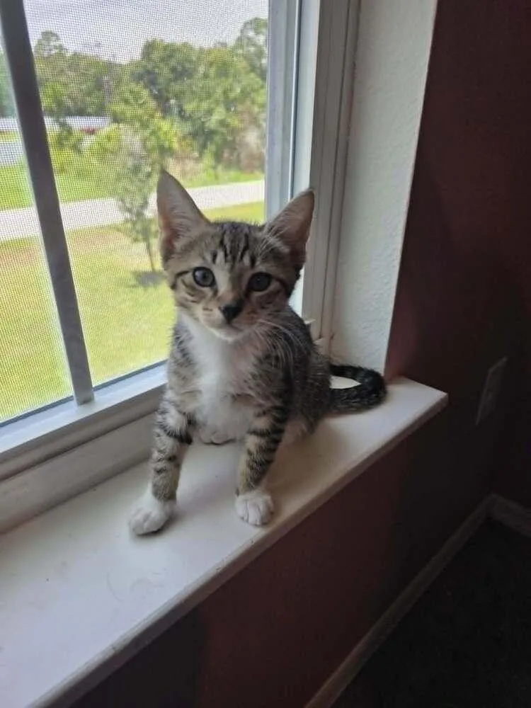 A baby small-sized male Domestic Short Hair cat named Piglet for adoption in DELTONA, FL