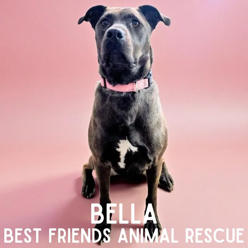Bella thumbnail 2