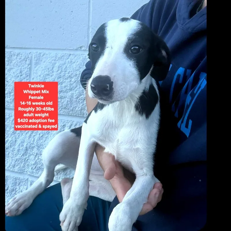A baby medium-sized female Whippet dog named Twinkie for adoption in Oviedo, FL