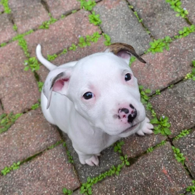 A baby small-sized male White / Cream Mixed Breed dog named Karl for adoption in Rockville, MD