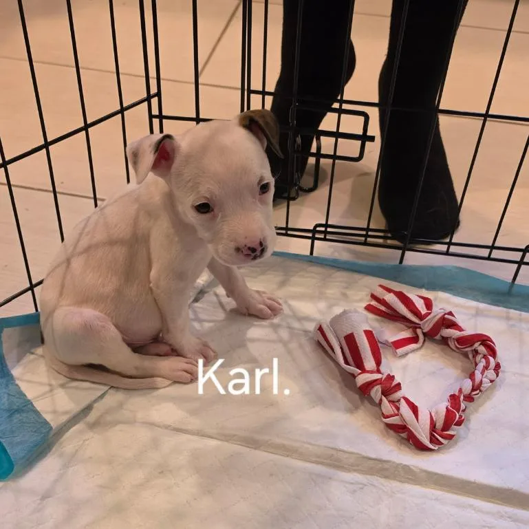 Karl thumbnail 3