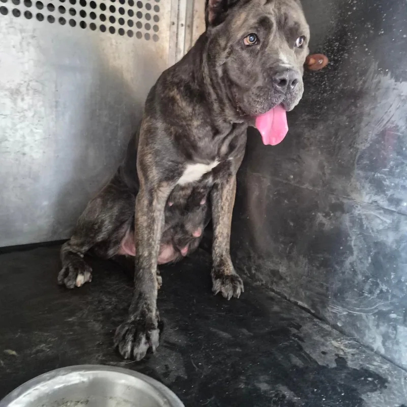 An adult large-sized female Brindle Cane Corso dog named Little Mama for adoption in Bessemer, AL