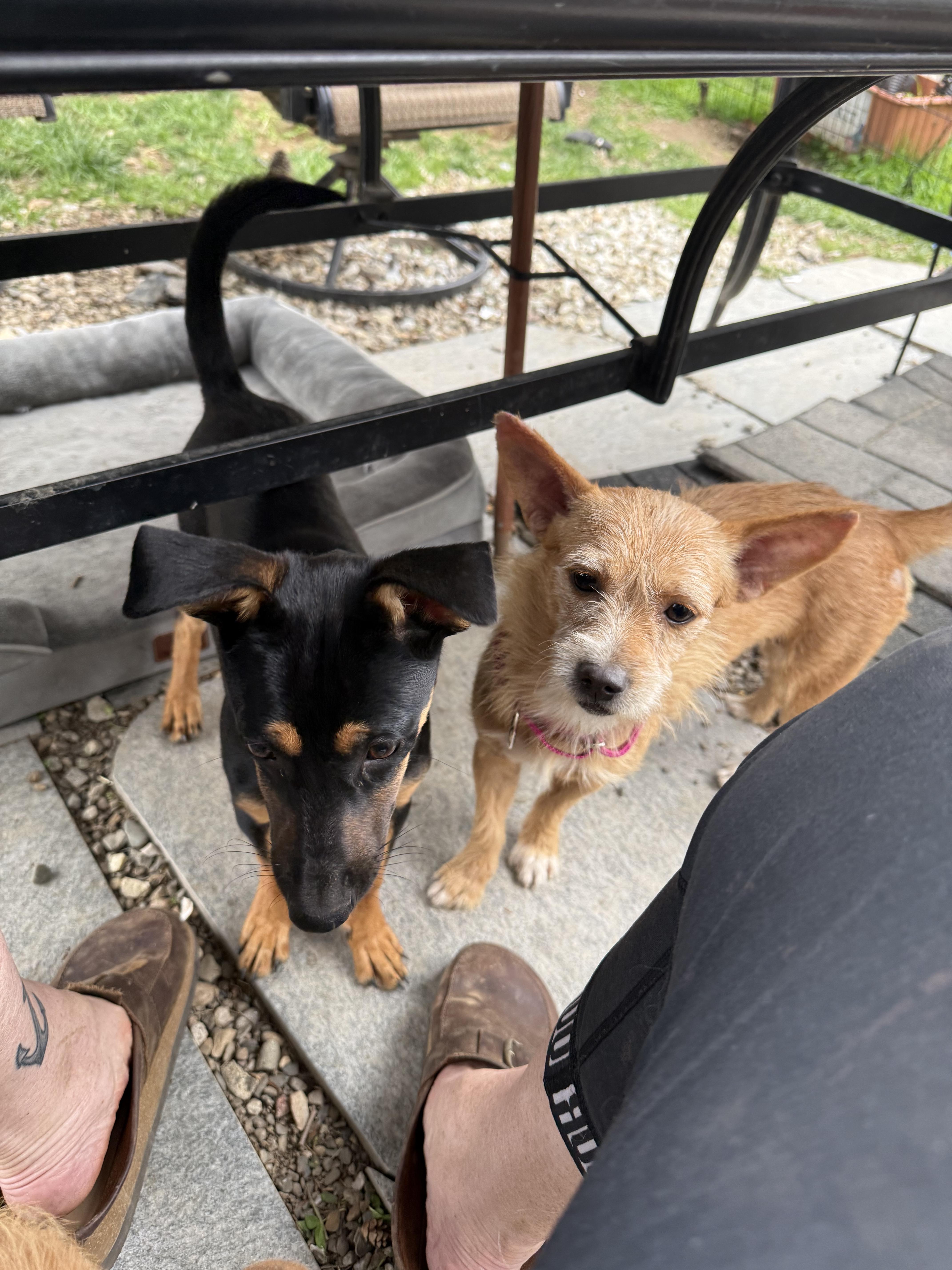 A young small-sized male Dachshund dog named Ringo for adoption in Pleasant Valley, NY