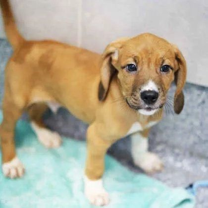 A baby small-sized male Red / Chestnut / Orange Hound dog named Ruffles for adoption in Atlanta, GA