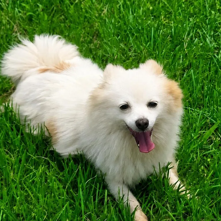 An adult small-sized female Apricot / Beige Pomeranian dog named Penny for adoption in Tylertown, MS