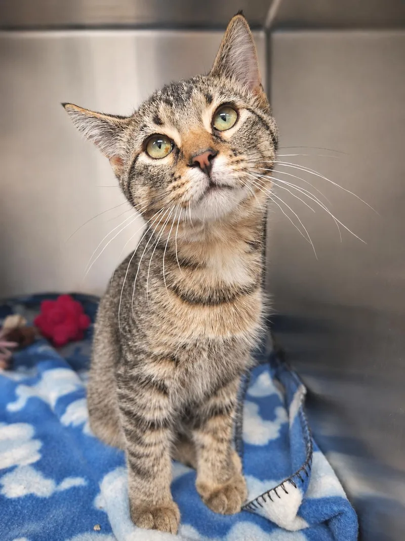 A baby medium-sized male Tabby (Brown / Chocolate) Domestic Short Hair cat named Flapjack for adoption in Nevada, IA